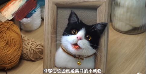 用羊毛毡还原自己死去的宠物,羊毛毡还原死去的宠物