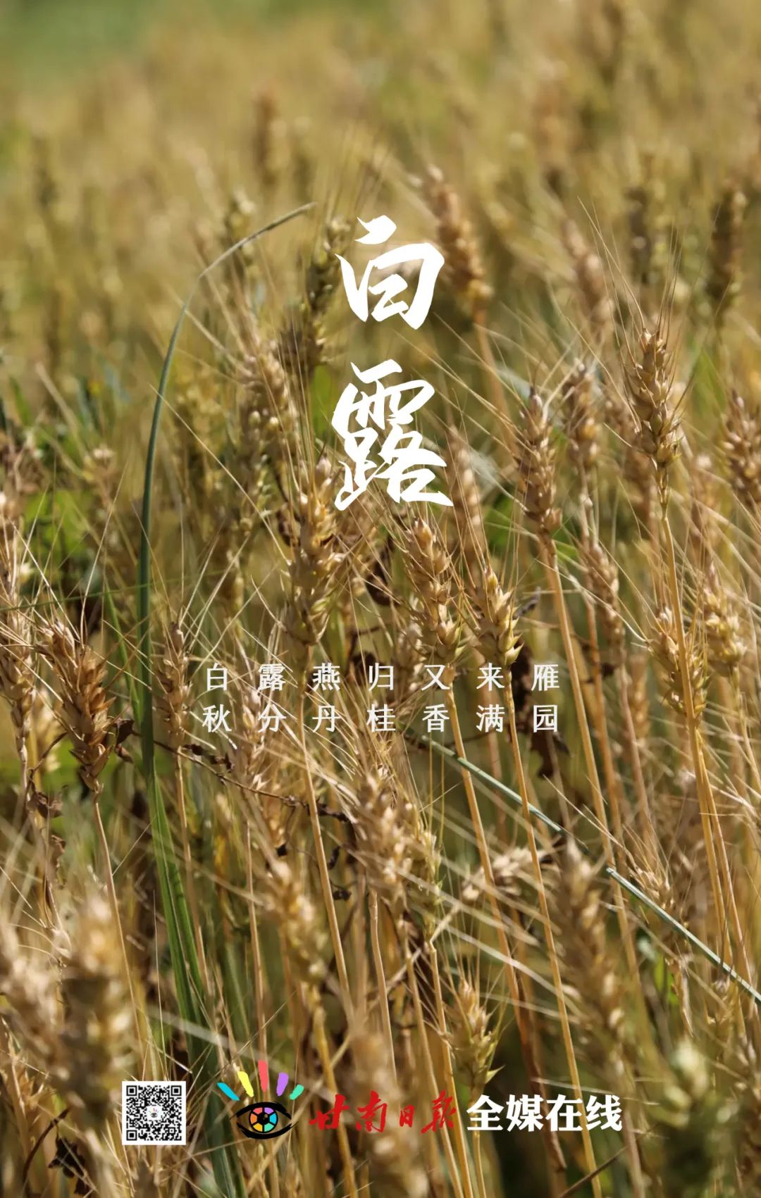 今日白露养生,今日白露节气