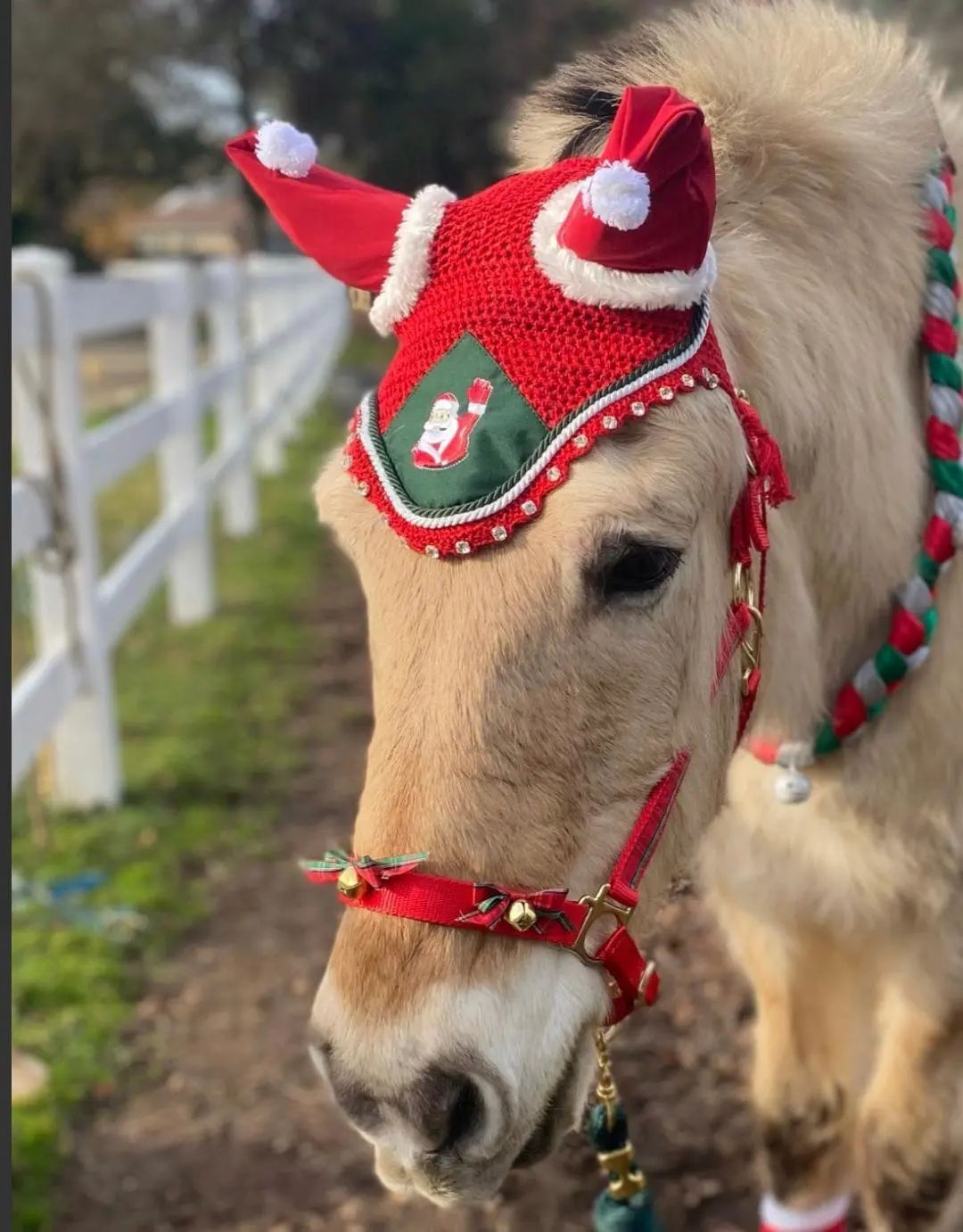 马的耳朵是用来干什么的,马戴耳罩和眼罩的原因