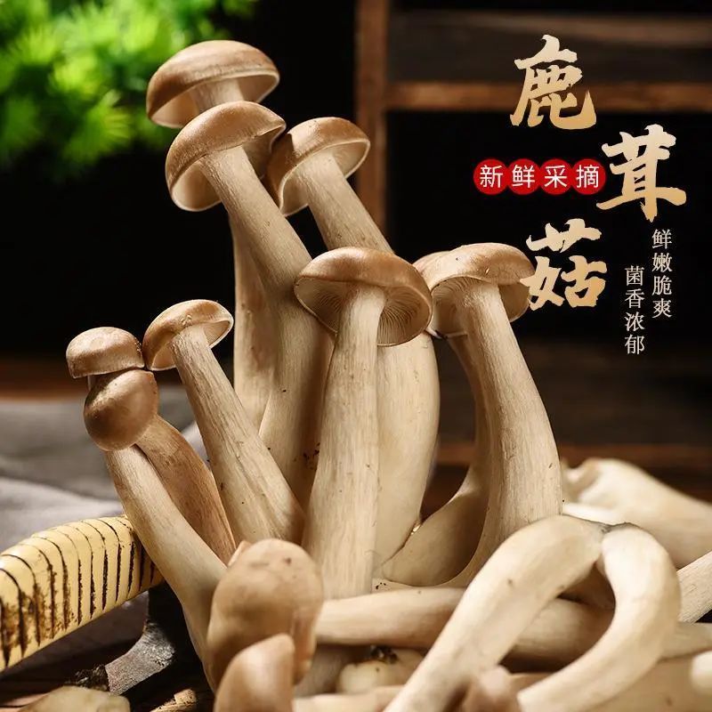 福建古田正宗鹿茸菇,古田本地野生鹿茸菇