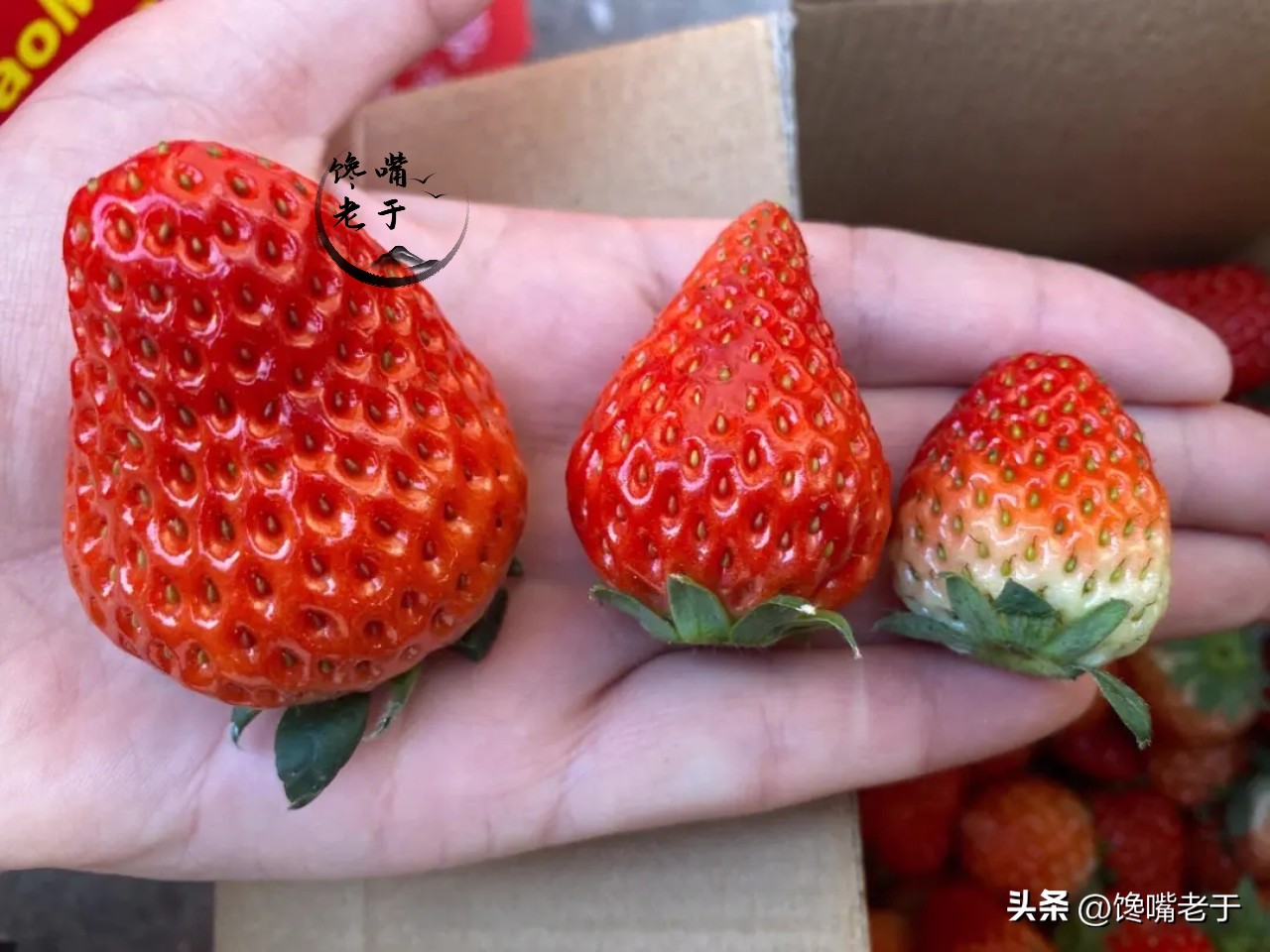 爱吃草莓的千万要注意,喜欢吃草莓的千万别错过