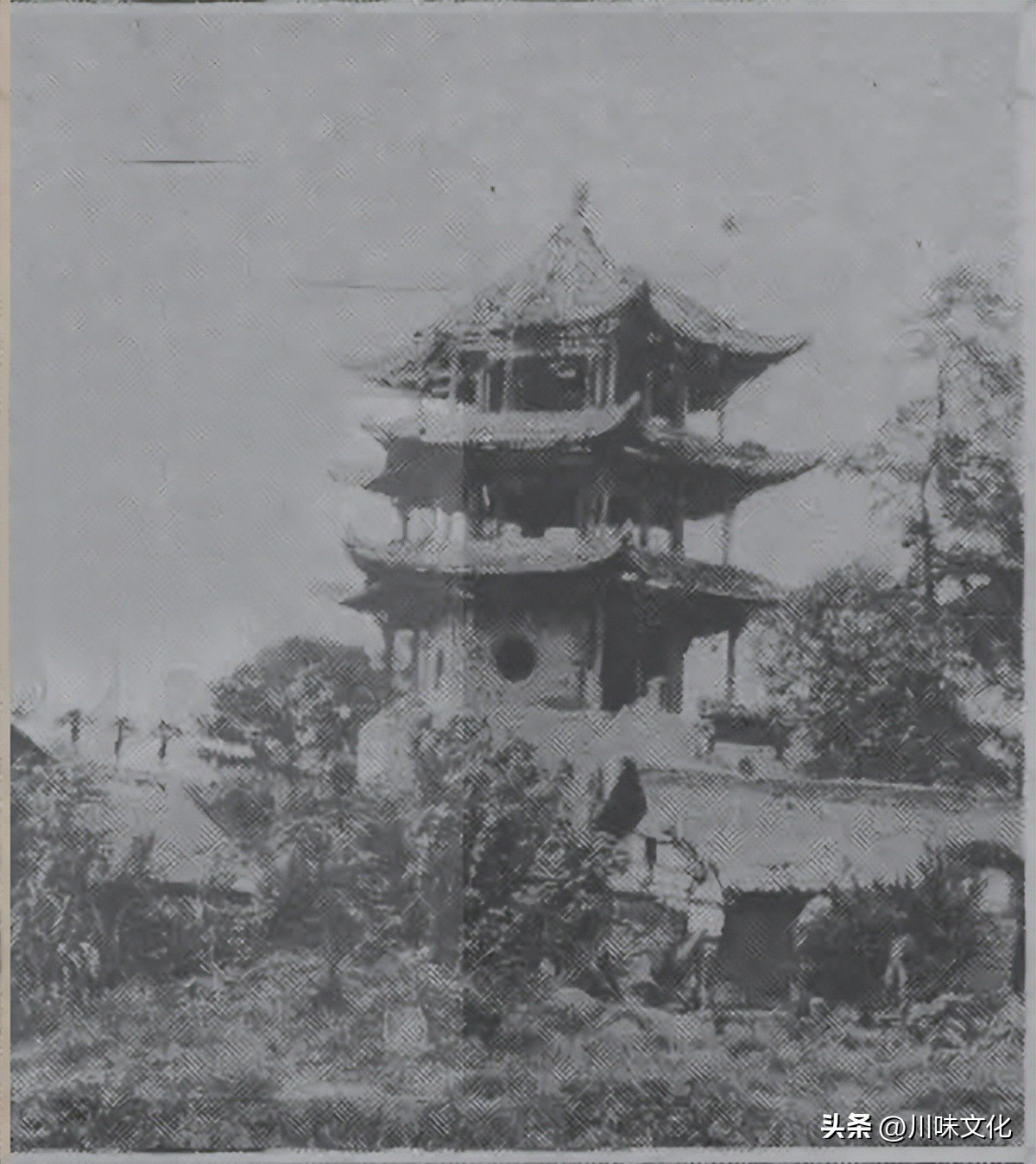 川猪变种记（中）转折