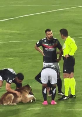 狗子冲进球场,狗子闯进足球比赛