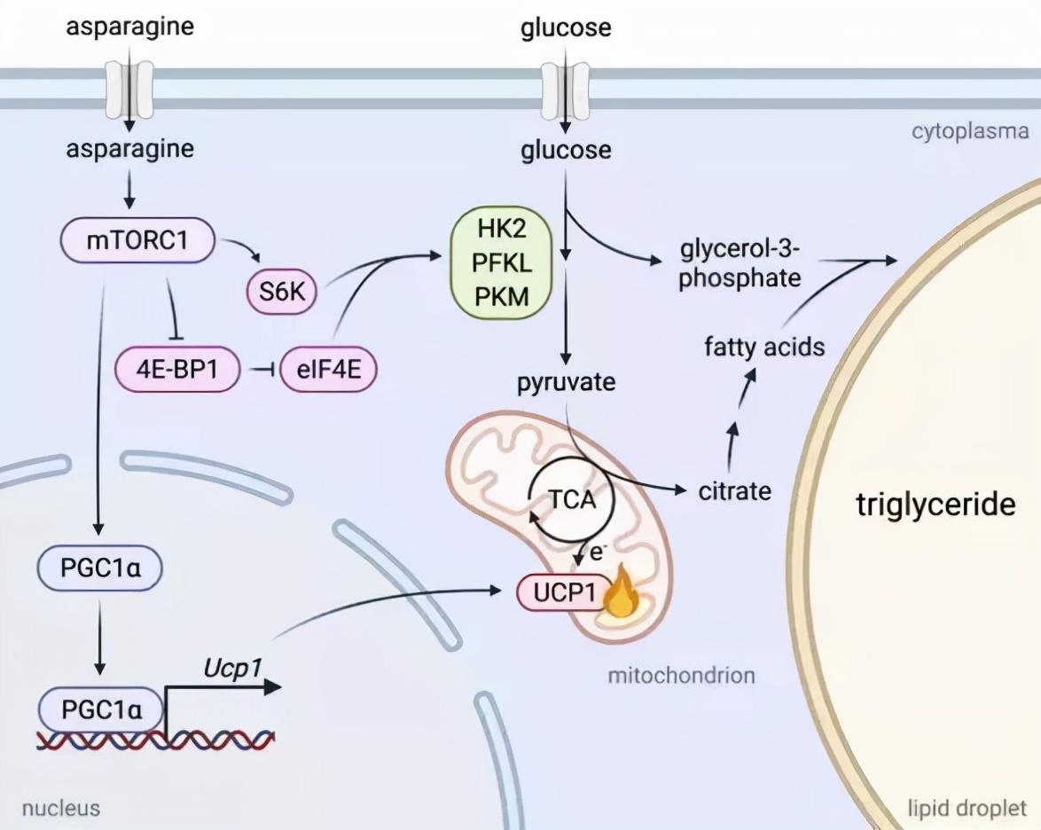 复旦上医,复旦上医最新排名