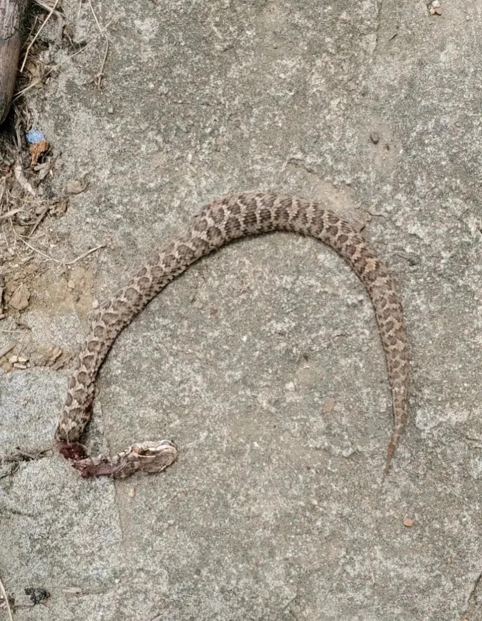 下手真狠，蛇头都给打歪了。