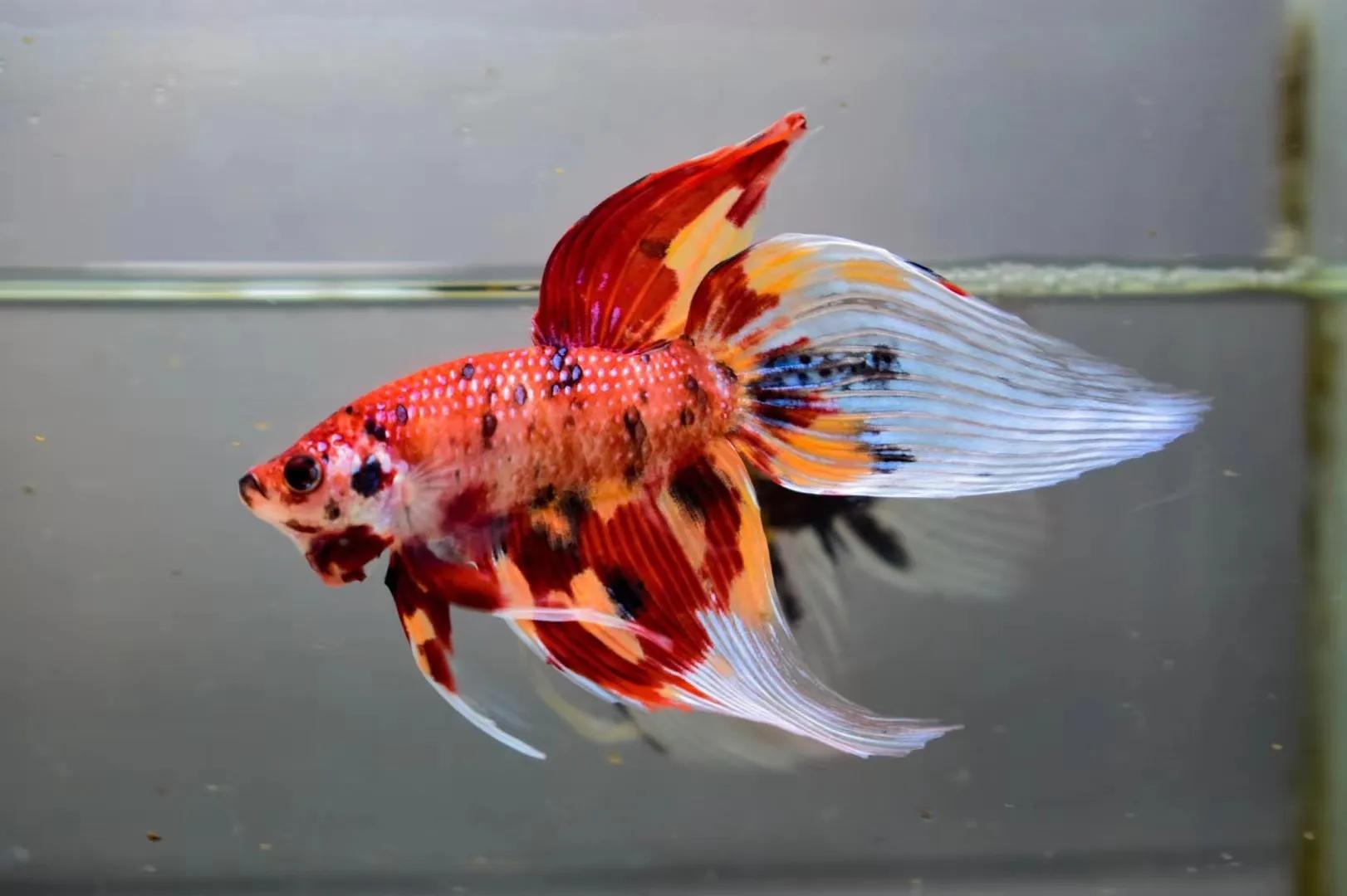 中国斗鱼vs泰国斗鱼的价格,圆尾斗鱼能和泰国斗鱼杂交吗