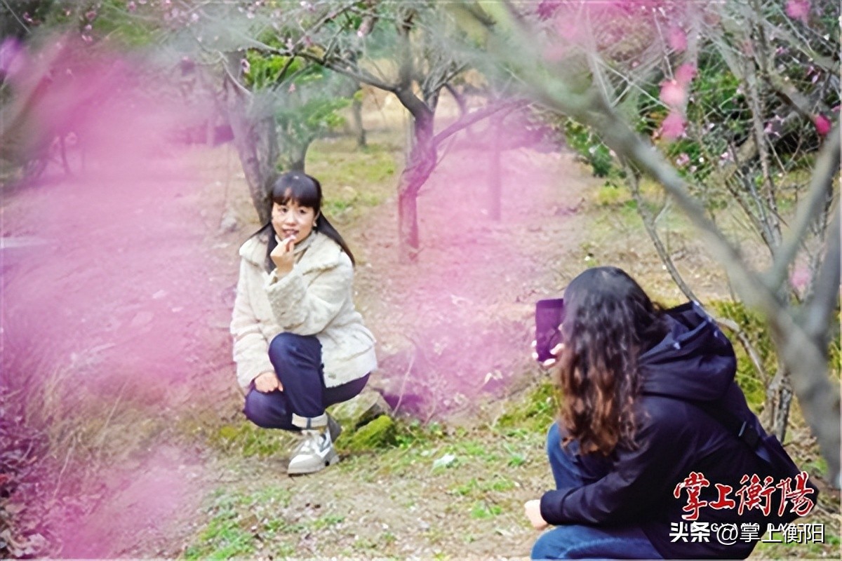 文旅周刊丨恰是春意浓浓，南岳“梅景”正好