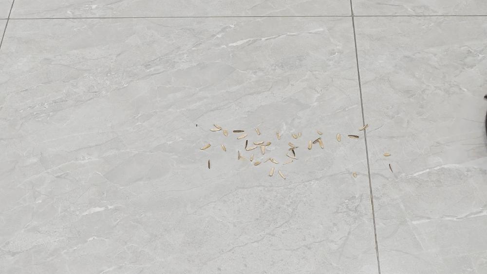 旗舰扫地机器人大PK：石头G20、科沃斯T20、追觅S20谁才是你的菜