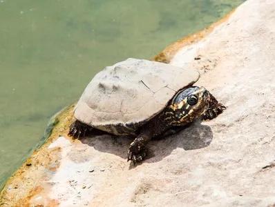 小时候逮蝌蚪,童年抓乌龟