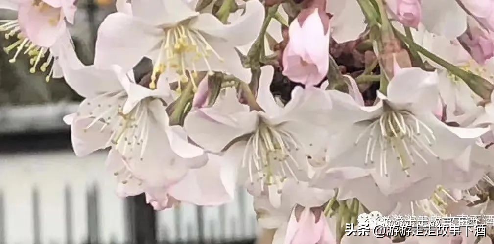 日本印象：樱花生活、排队文化、忠犬八公