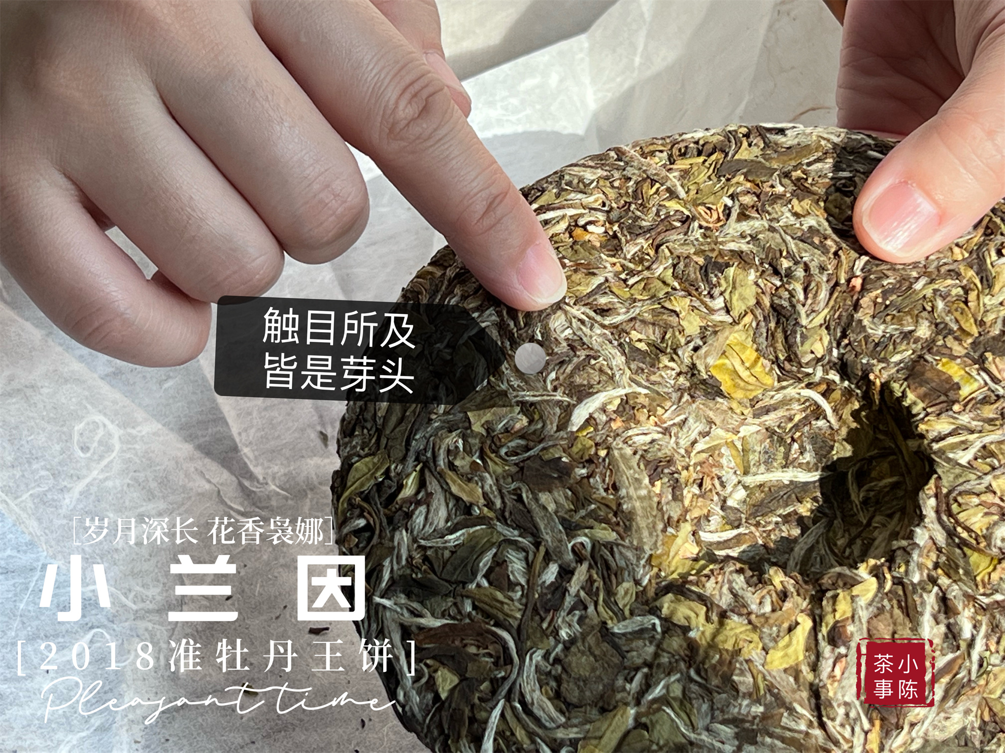 老白茶好喝不,老白茶越好口感越淡