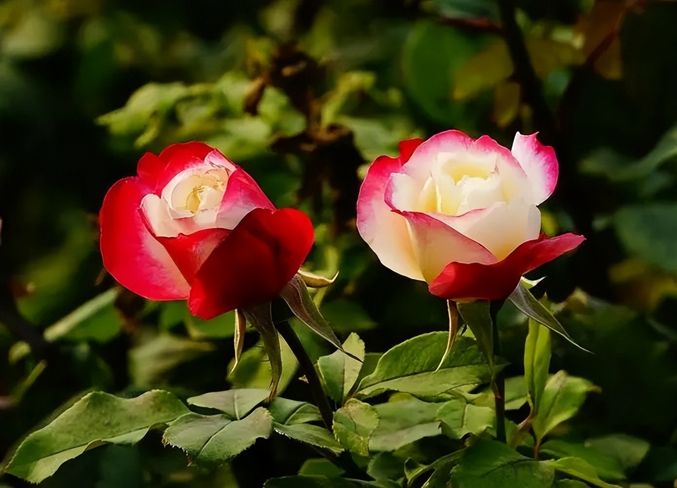天津赏花地点推荐最近,天津赏花全攻略