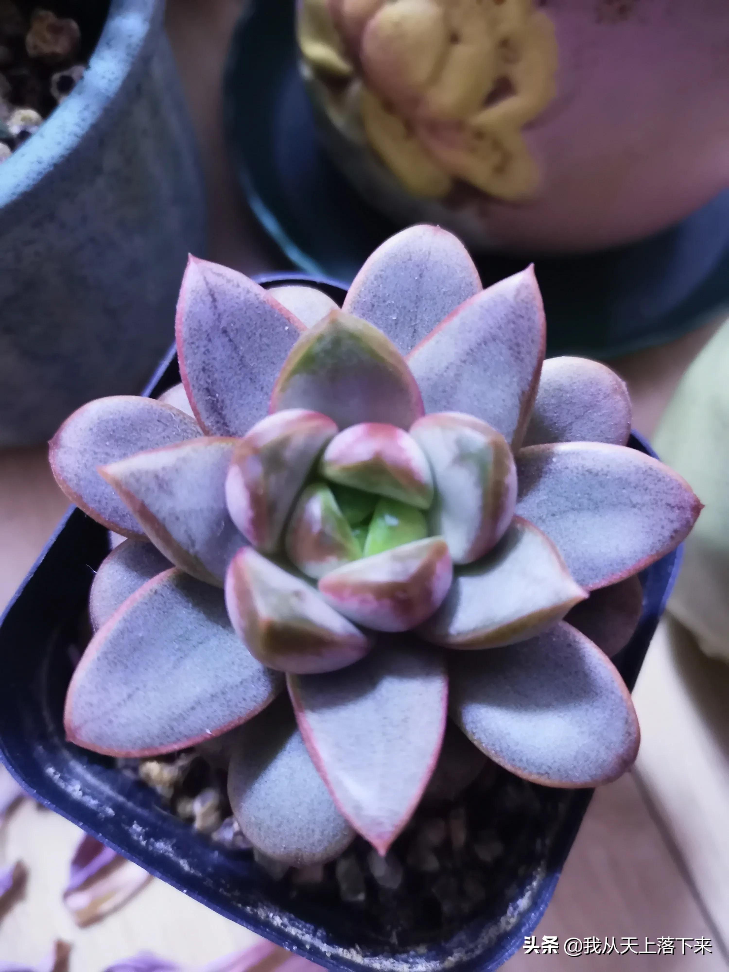 多肉品种及图片大全欣赏,多肉品种辨别图片大全欣赏