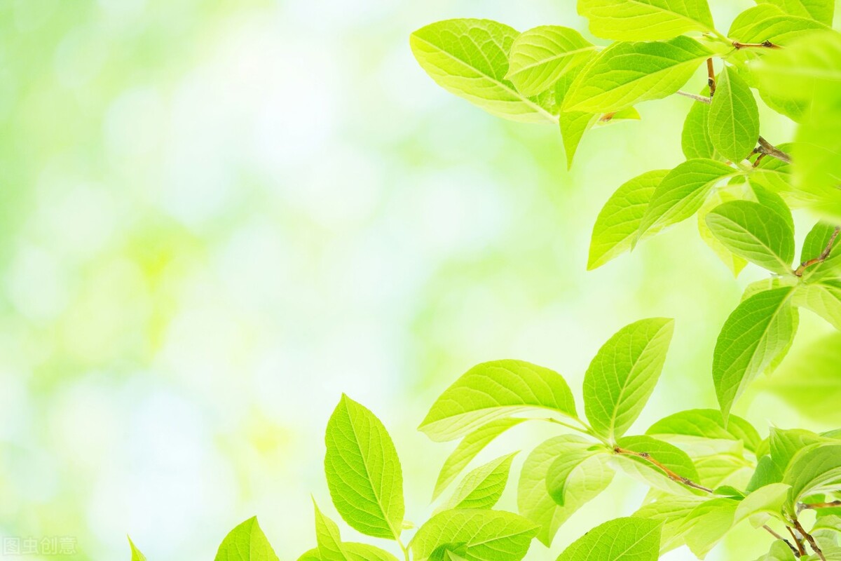 十大公认最好闻的精油排名,十大公认最好闻的精油排行榜