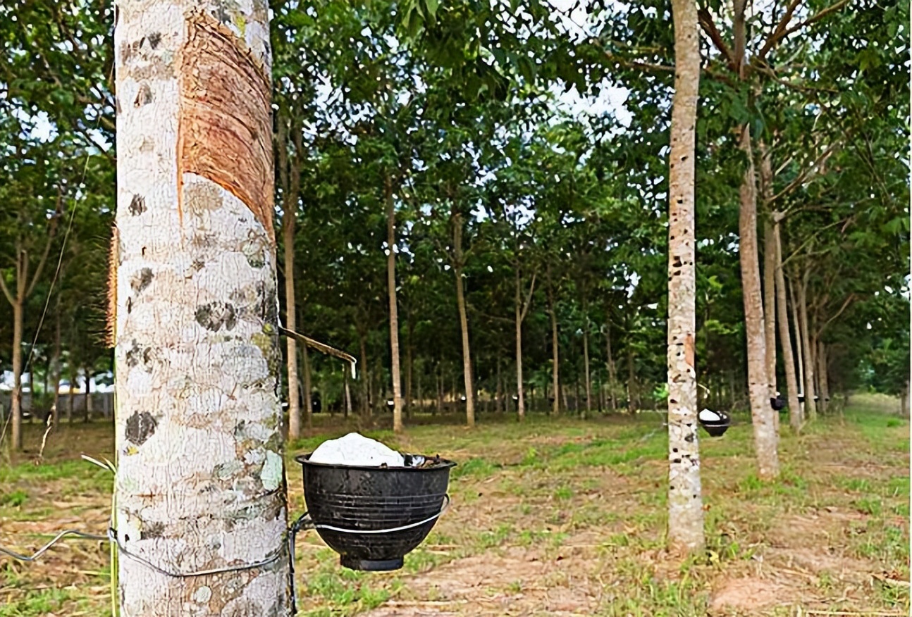 国产黑马花6年崛起！突破传统凉席，比篾席低4℃且能整晚凉爽