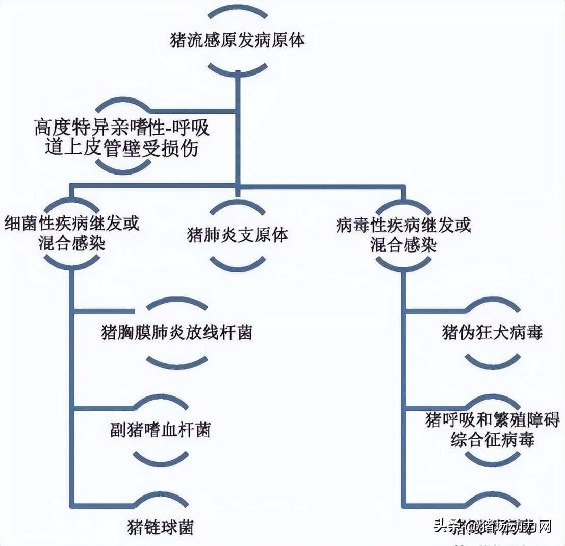 俄罗斯猪流感会到中国吗,俄罗斯猪流感最新消息