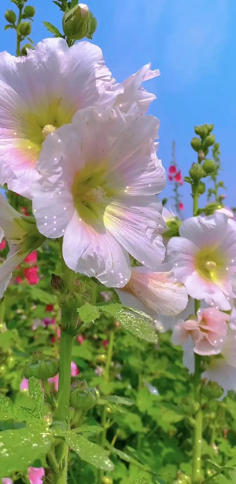 蜀葵花唯美大图片,世上最美的蜀葵花图片图文