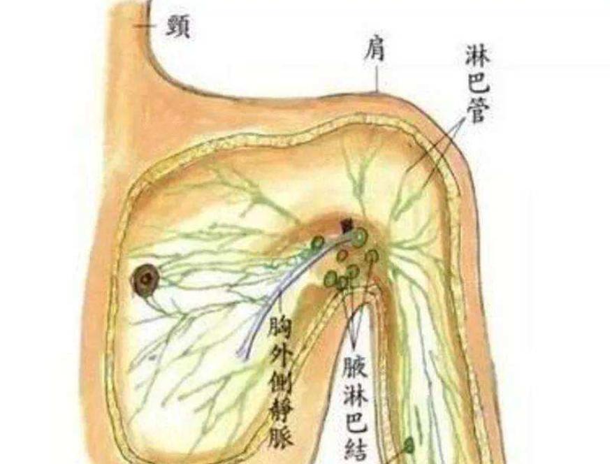 人类全身褪去毛发后，为何只留下了头发、阴毛和腋毛？忘记褪了？