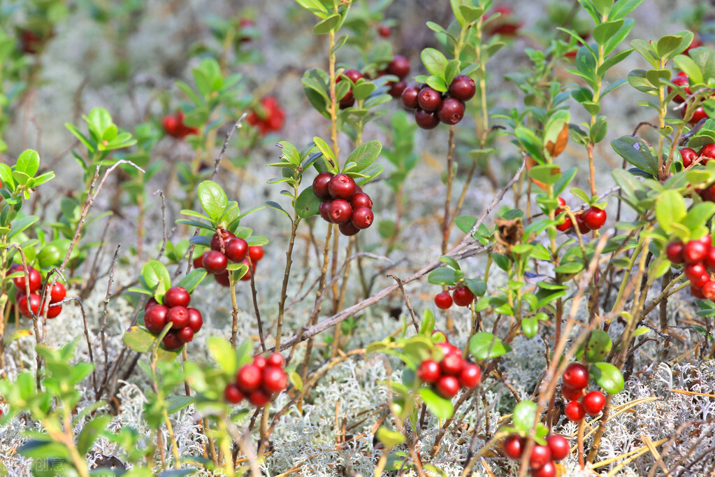 水晶小红莓,玲珑剔透小样