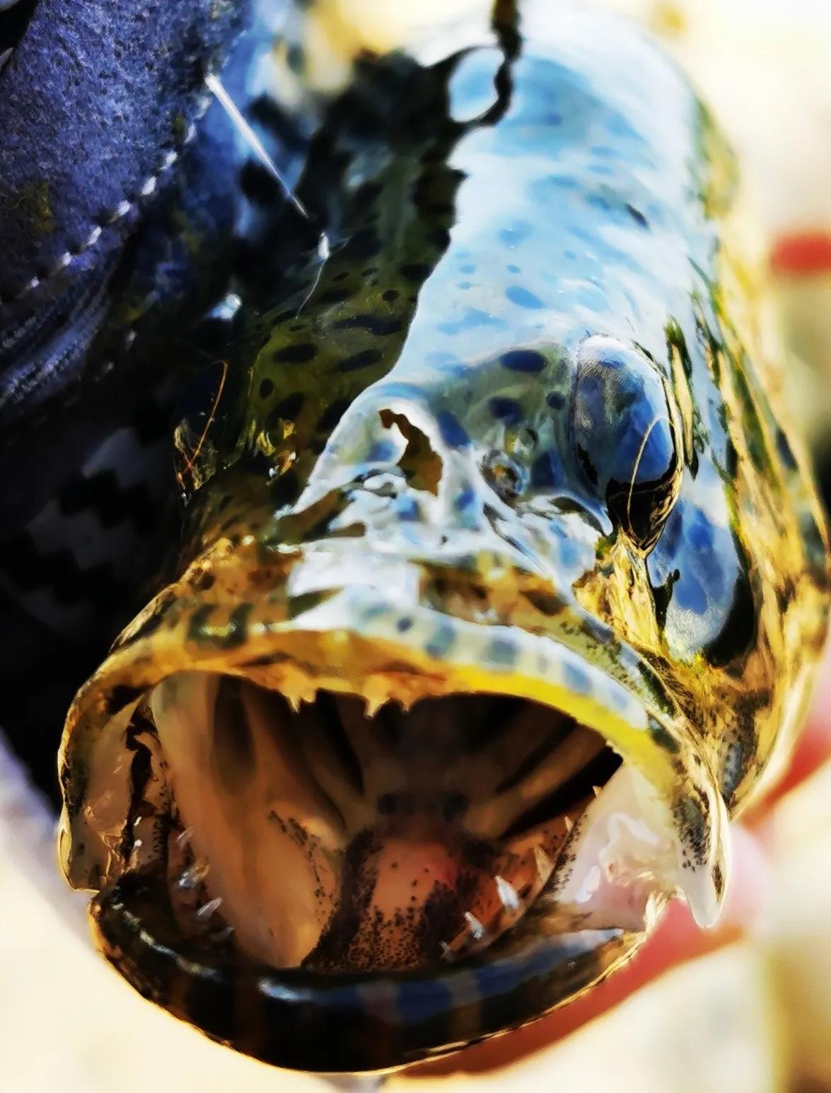 鳜鱼吃跟自己体型一样大的鱼,鳜鱼为什么不吃很小的鱼