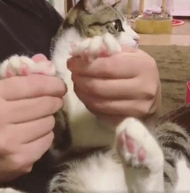 如何给猫咪剪指甲防抓,怎样给猫咪剪指甲才会听话呢