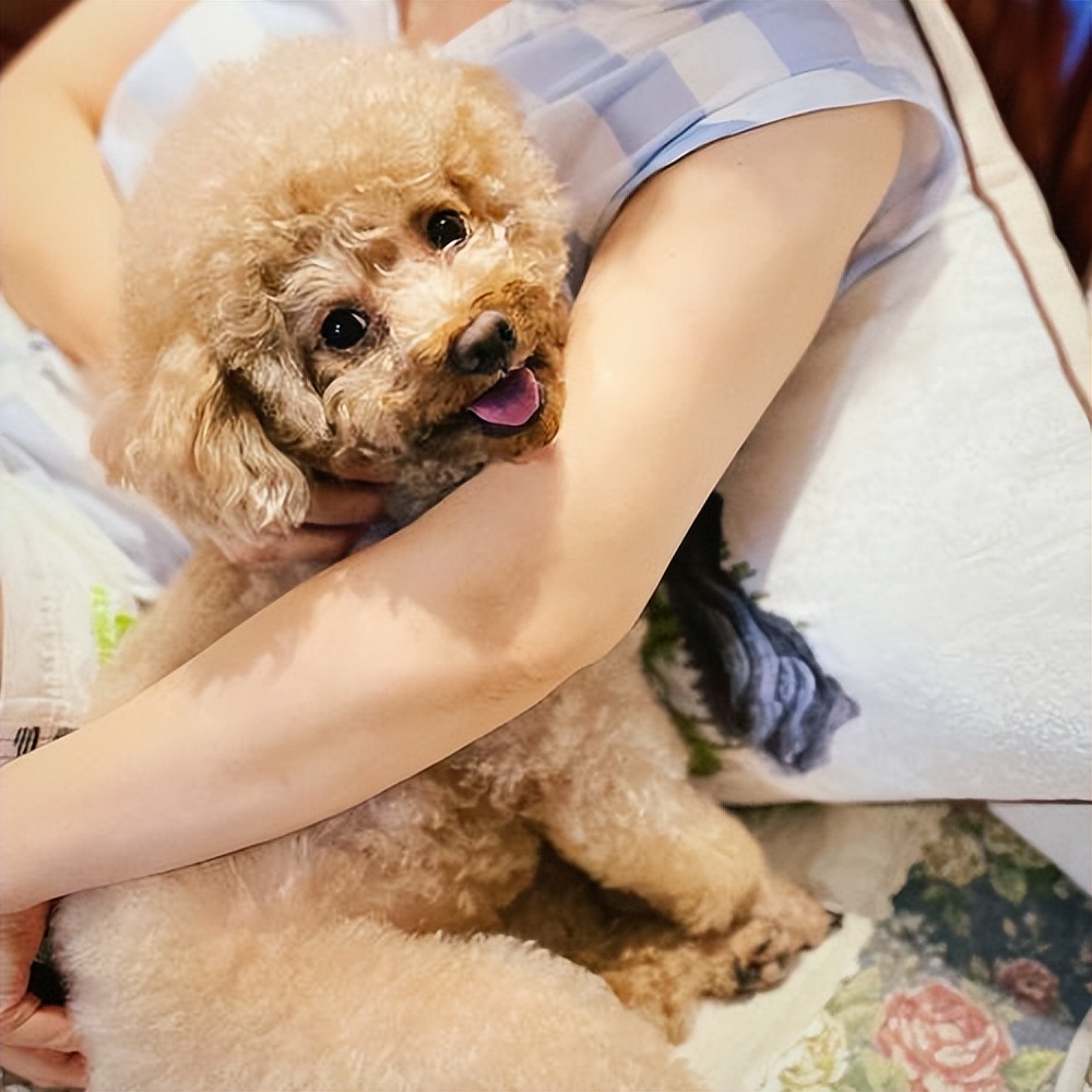 泰迪到底能不能养,为什么说泰迪很不好养呢