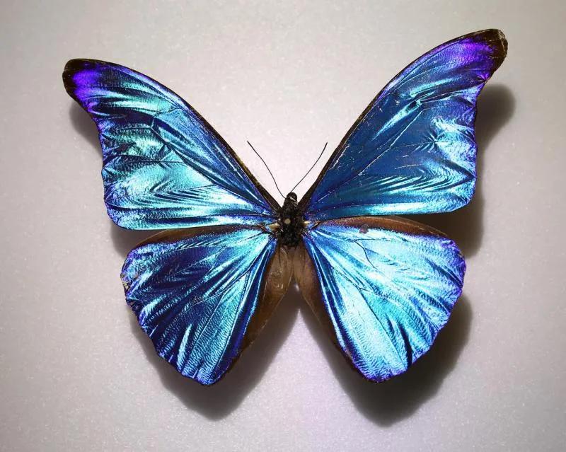 秘鲁的一只蝴蝶,抓到了一只蝴蝶的视频