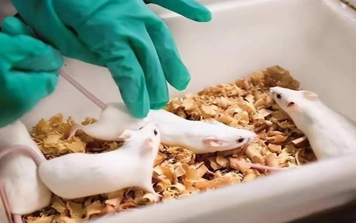 美国8只白鼠进入乐园,美国将8只白鼠放进乐园