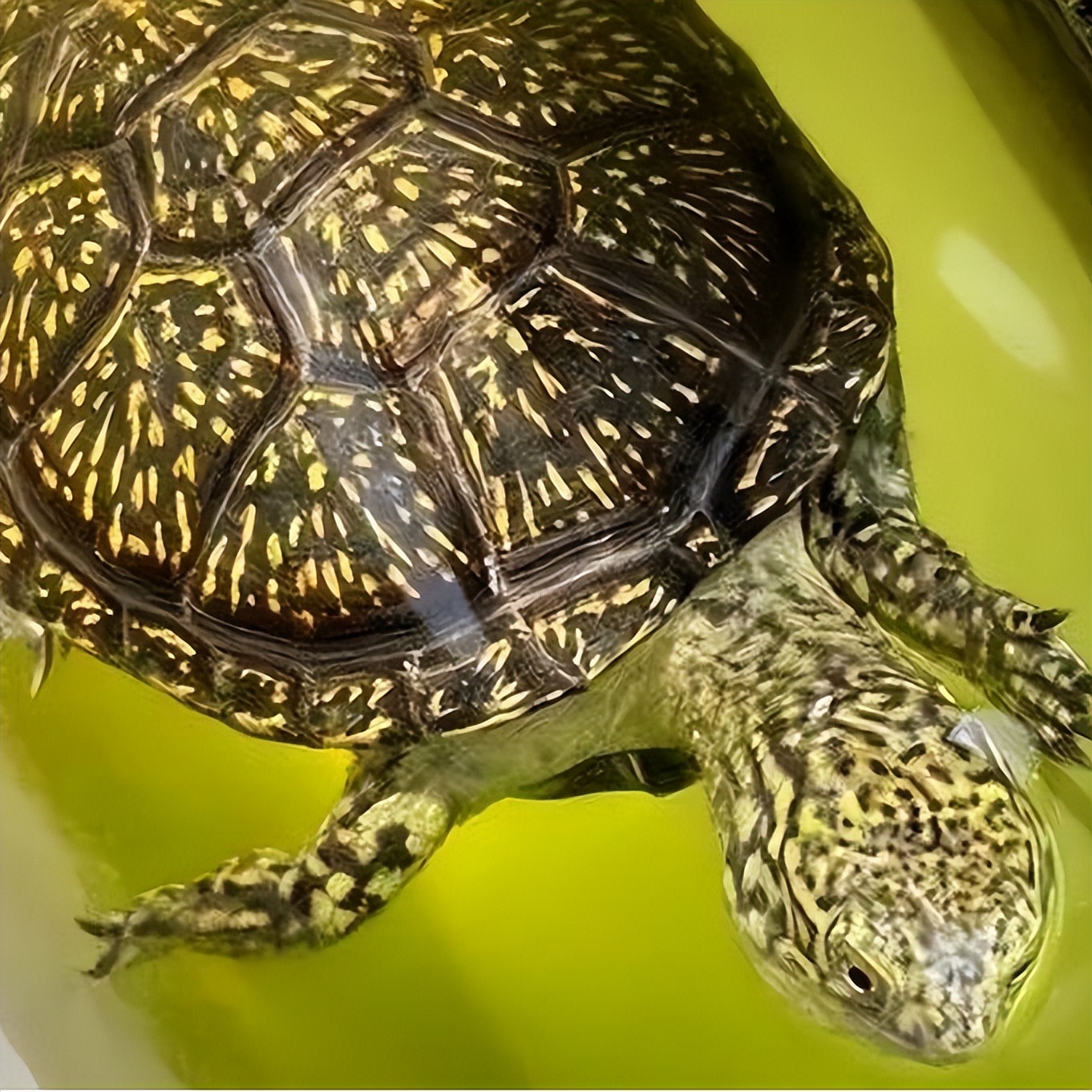 欧泽龟养殖技术和注意事项,黄缘闭壳龟和欧泽龟哪个寿命长