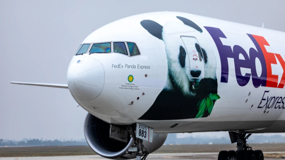 熊猫去国外多少钱一年,熊猫在荷兰一年可以赚多少钱