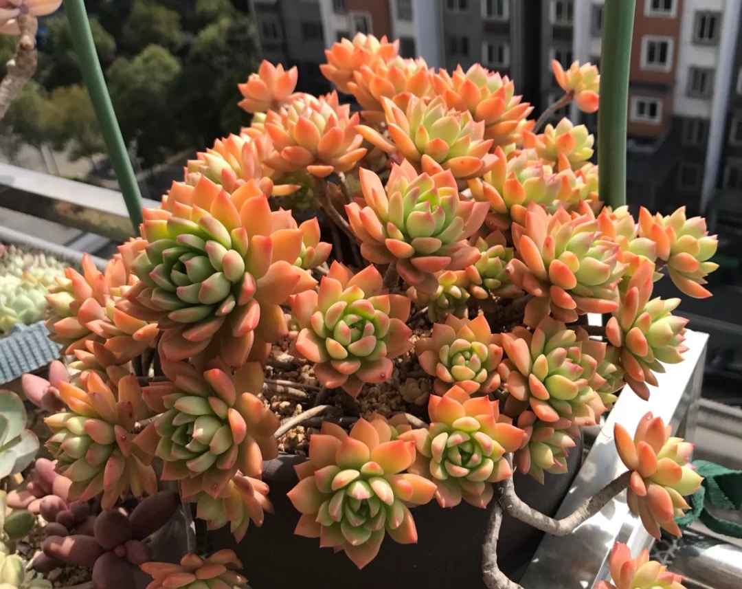 最好看又最好养的多肉 (有哪些多肉既有颜值又比较好养)