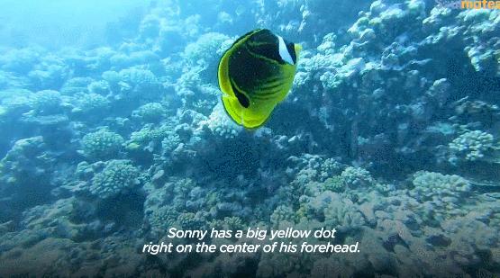 国外美女姐姐海里偶遇一只小鱼，竟引发神奇友谊！网友：前世情人