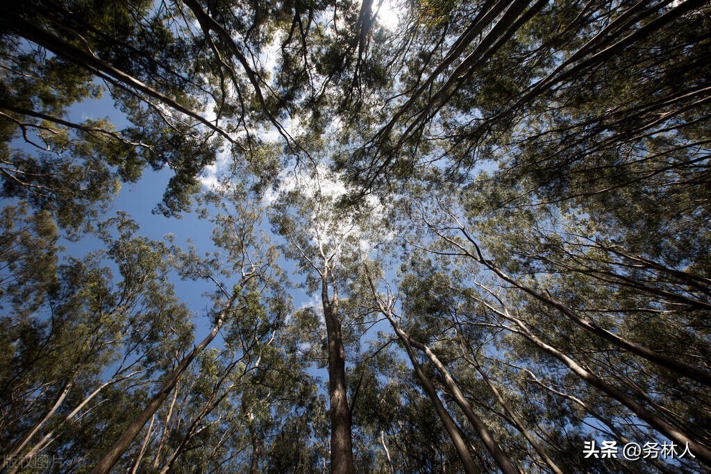 广西发布十年桉树报告,广西的桉树产业还能走多远