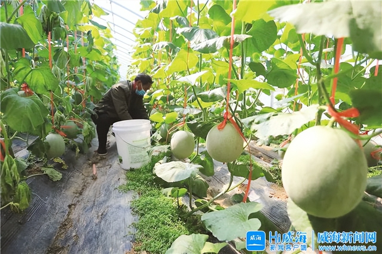 威海草庙子电商产业园是干什么的,威海草庙子镇发展怎样