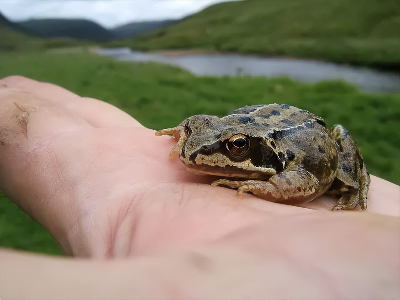 关于动物科学小常识,动物小常识介绍