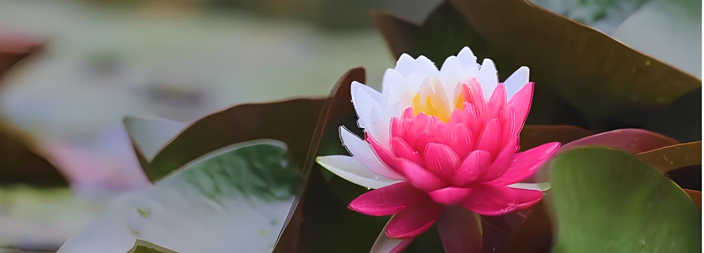 南京玄武湖的珍稀睡莲,玄武湖再现2株三色睡莲