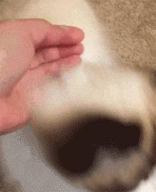 哪种猫咪最粘人最好养,最粘人的猫咪与最不粘人的猫咪