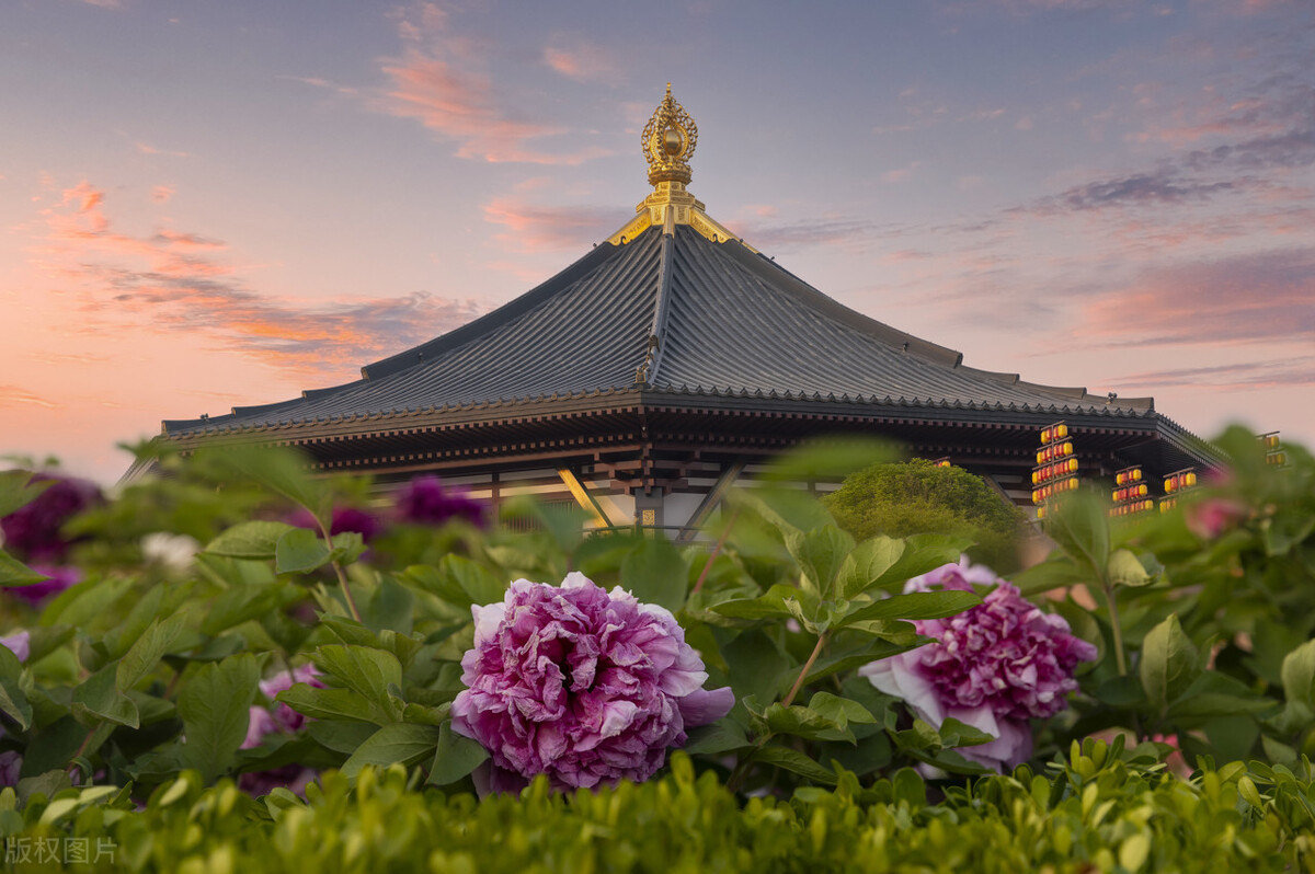 花开时节动京城的牡丹真国色,唯有牡丹真国色花开富贵动京城