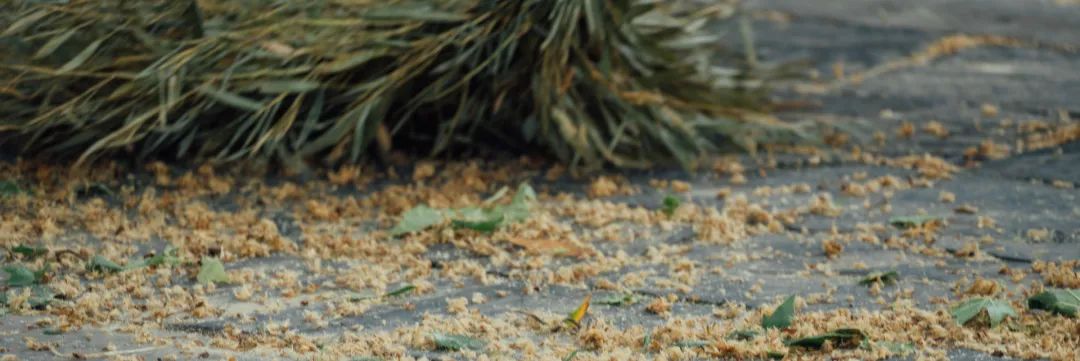 梧桐絮和石楠花,极限二选一