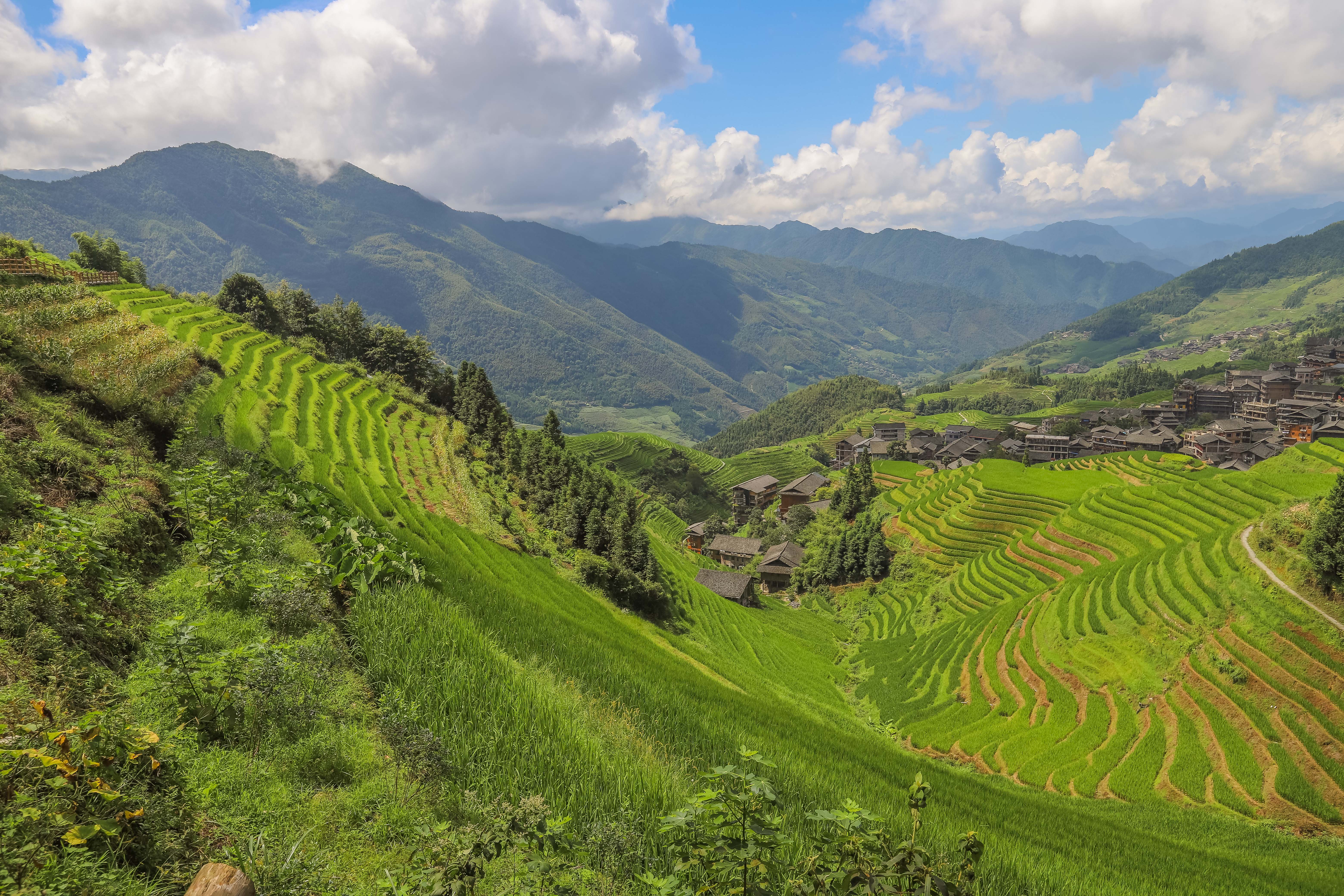 龙脊水稻梯田图片,龙脊水稻