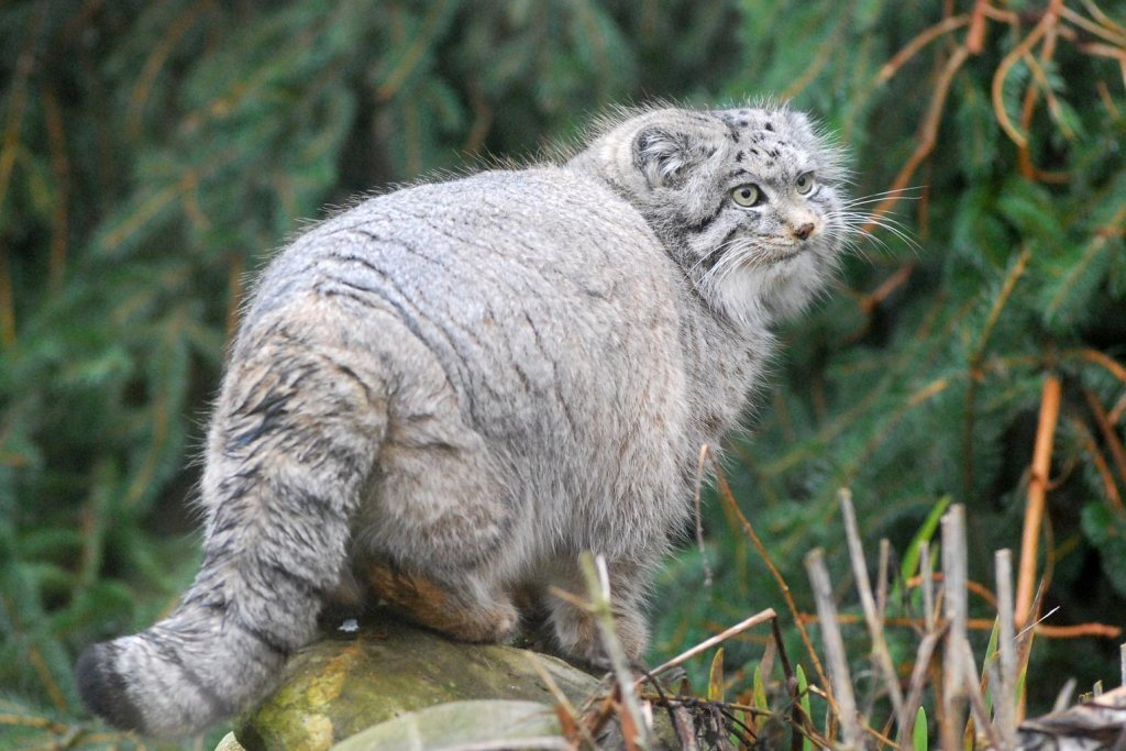 探秘：天山山脉中的动物，世界遗产背后的生命奇迹，宝藏之地！