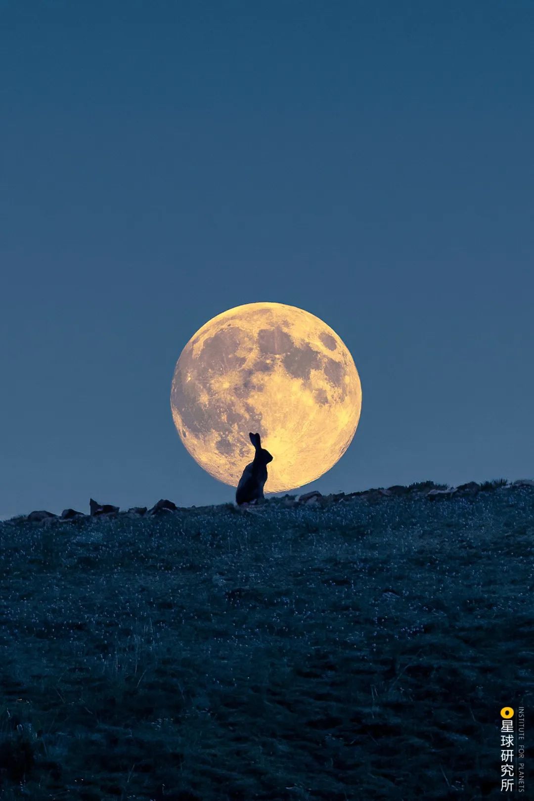 兔年来了,兔年来了怎么样