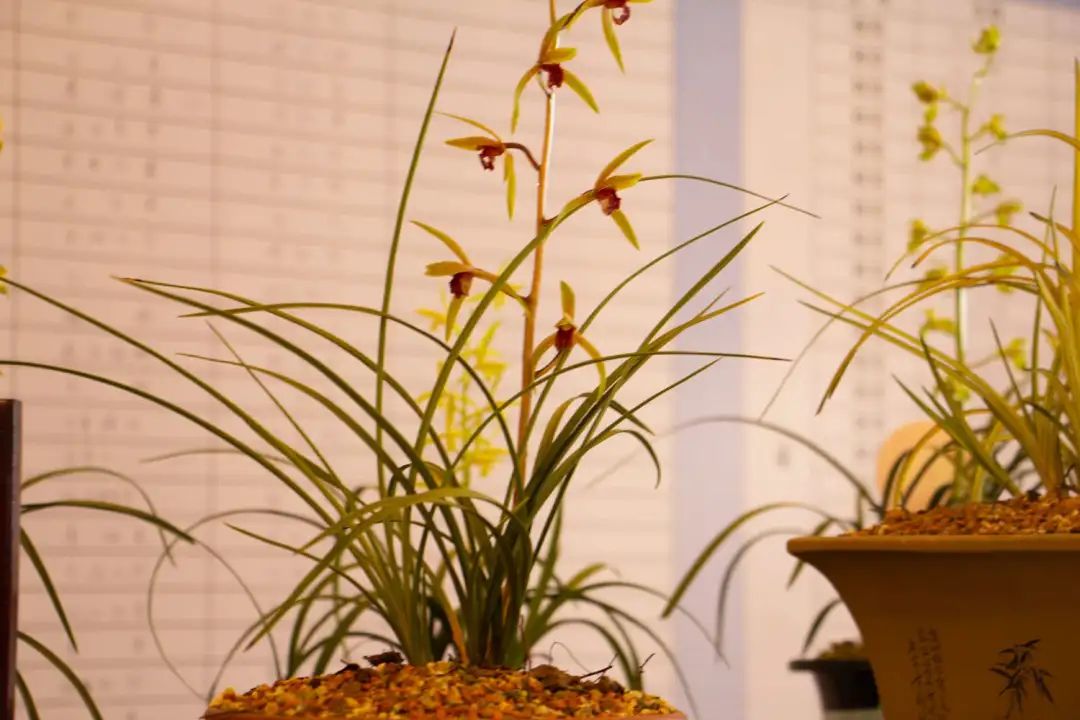 新手盆栽兰花最好选择哪些品种,适合家养的兰花品种有哪些盆栽