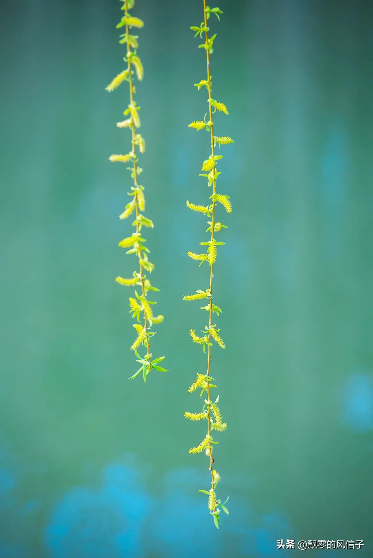 古人笔下那些绝美的柳诗词,古诗唐代诗人咏柳