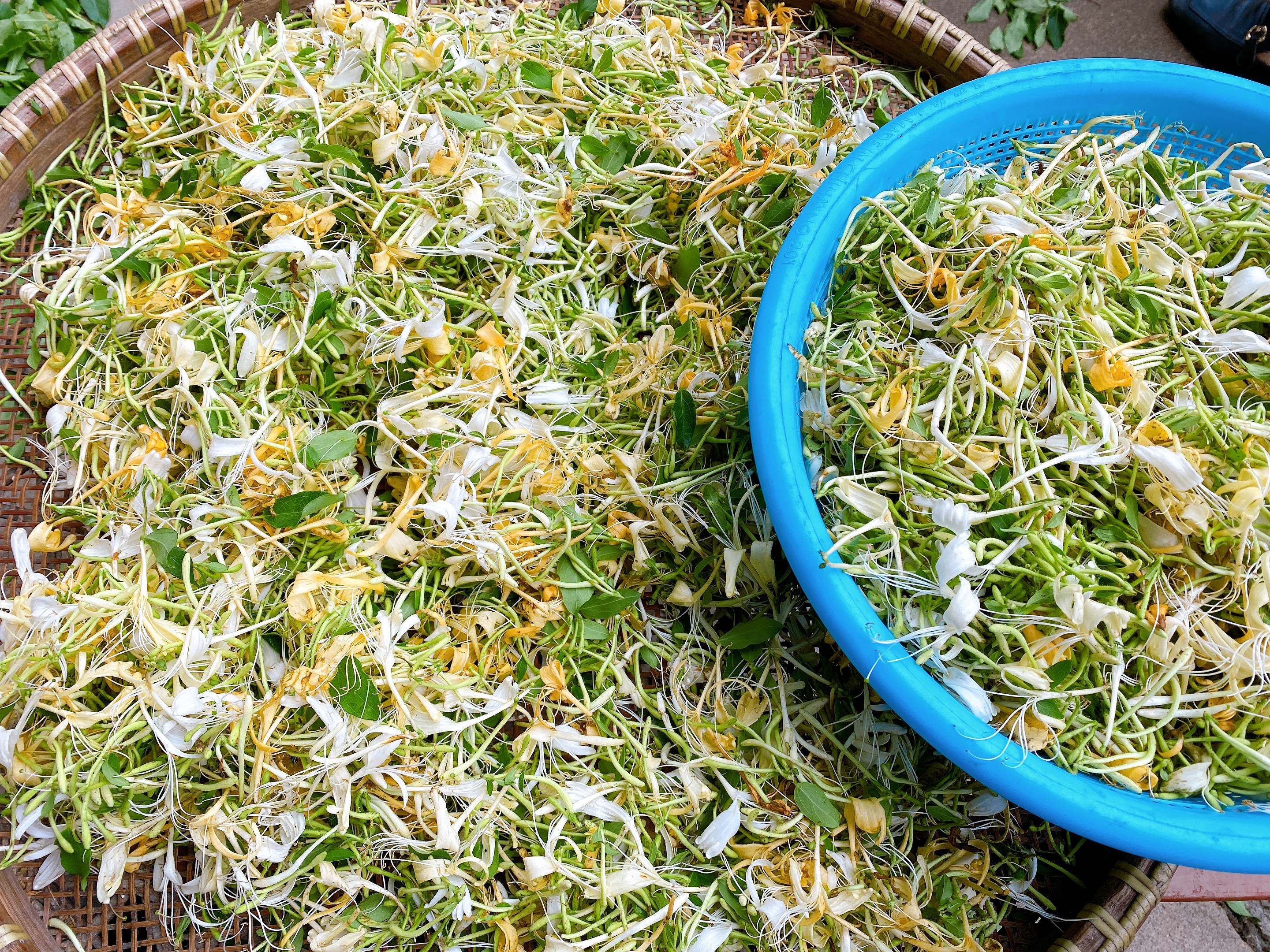 如何自制金银花茶,家庭制作金银花茶的方法