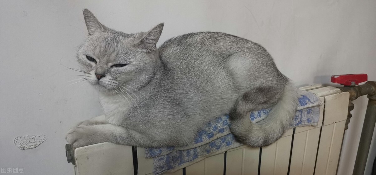 怎样才能知道猫咪喜不喜欢你,怎么让猫咪爱上你