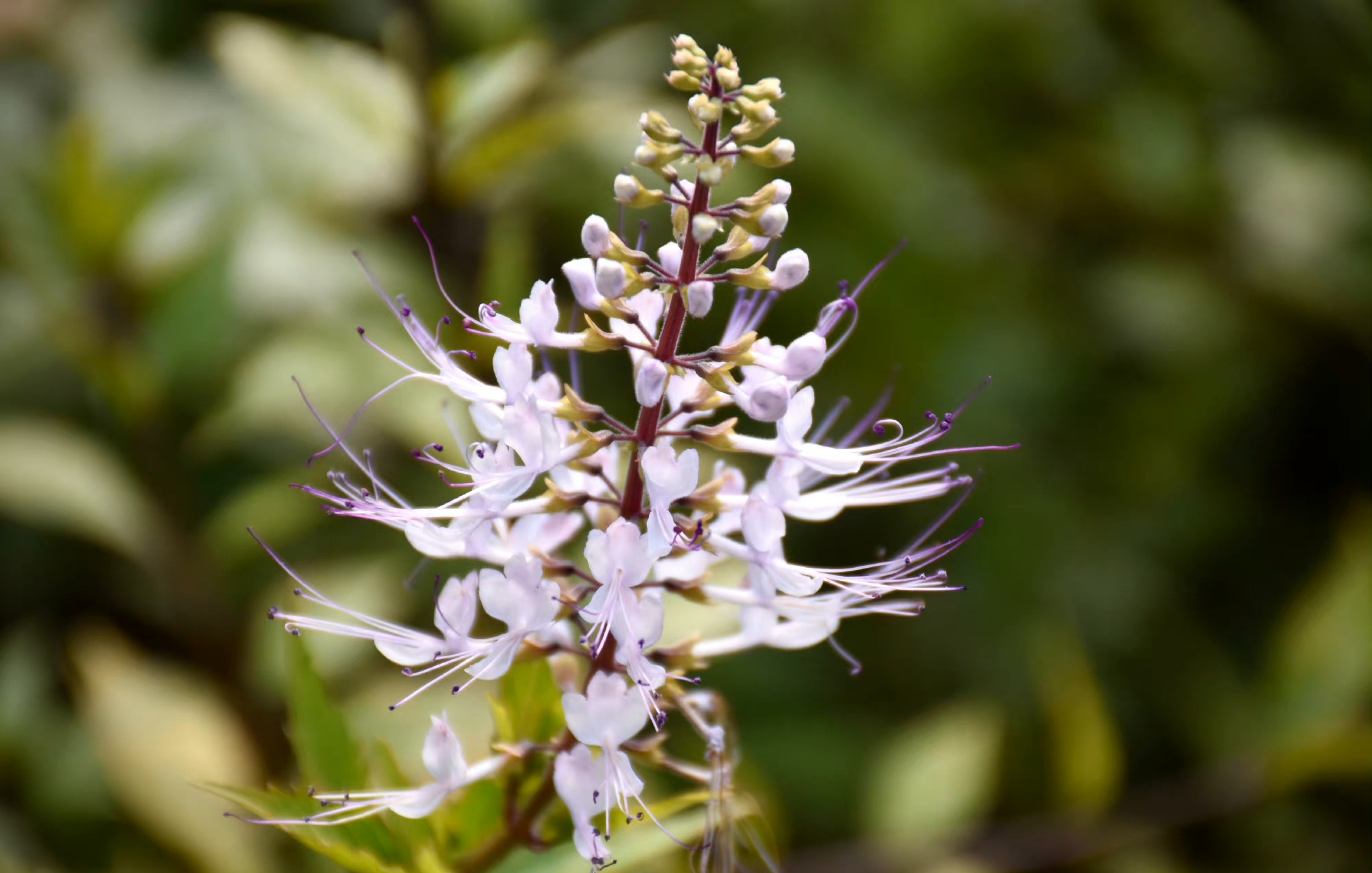 花朵不美，于是开在百花未开之际，方可招引蜂蝶，美丽不可及