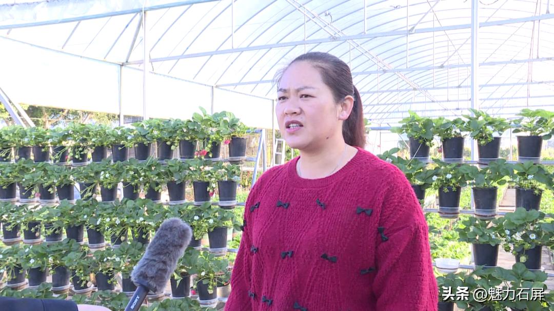 周末打卡地|去看“管道树”上的草莓and去摘冬日的第一颗草莓