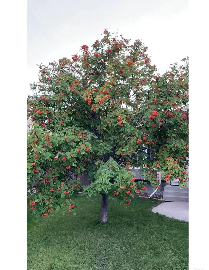 花楸木材优缺点,欧洲花楸极佳园林观赏树种