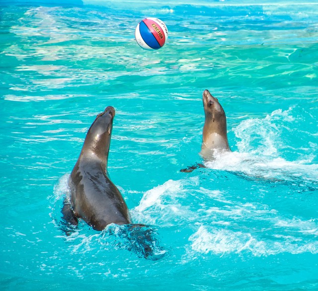 大连海滨公园足球场,大连钻石湾世界滨海公园足球场